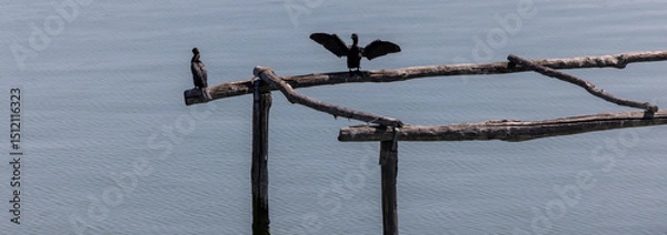 Fototapeta The pygmy cormorant (Microcarbo pygmaeus) is a member of the Phalacrocoracidae (cormorant) family of seabirds