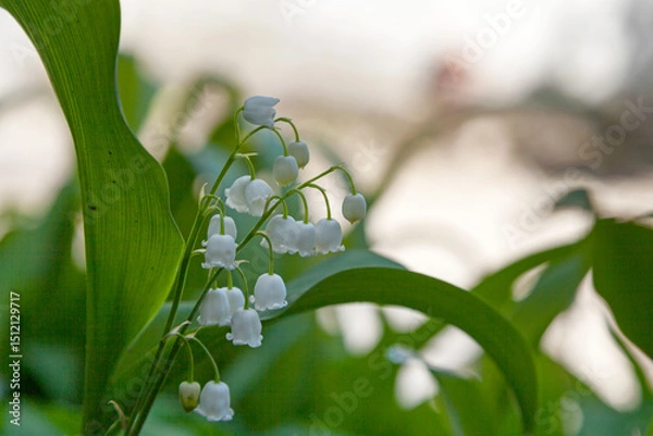Fototapeta Lily of the valley