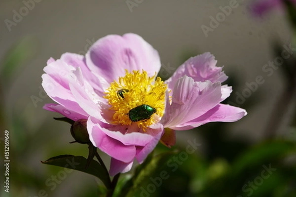 Fototapeta Golden rose chafer (Cetonia aurata), also common rose chafer on a pink peony. Subfamily of rose chafers (Cetoniinae). Hanover Botanical School Garden, Germany.