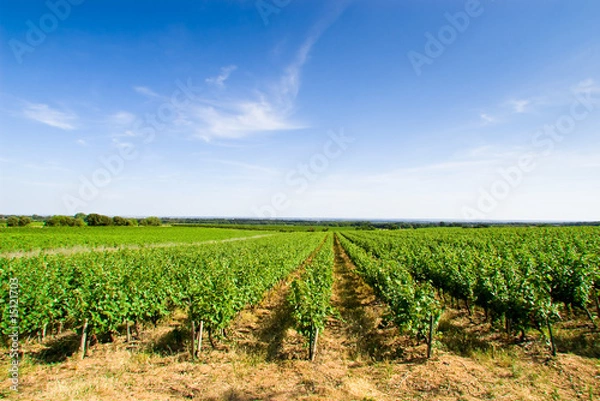 Obraz Vignes dans les Costières