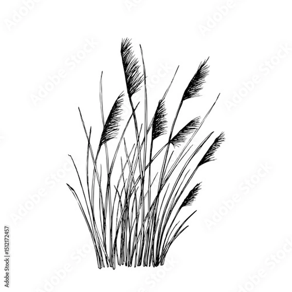 Fototapeta A delicate black and white vector illustration of tall wild grasses with feathery seed heads. Dune sea plants, reeds, canes, sedges. Hand drawn fine lines. Isolated on white. Botanical contour drawing