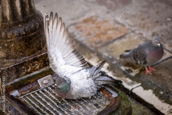 Fototapeta Pigeons refresh themselves in the city heat at a fountain in Venice