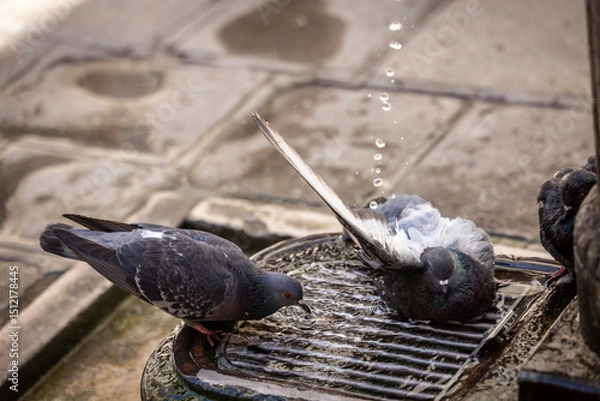Fototapeta Pigeons refresh themselves in the city heat at a fountain in Venice