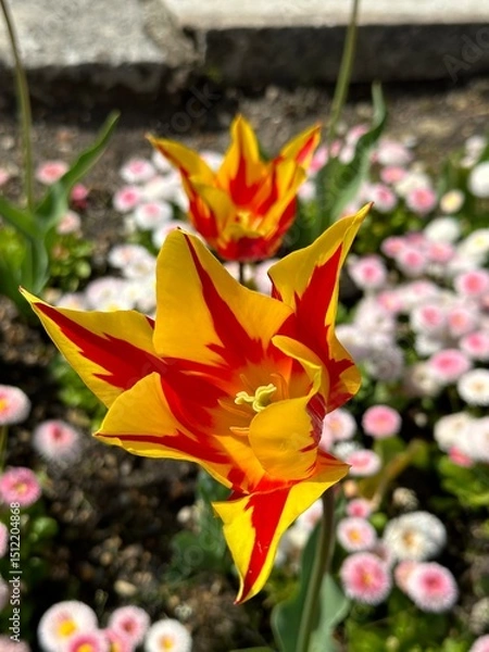 Obraz red and yellow tulips