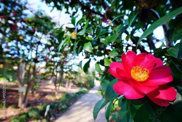 Obraz サザンカの花