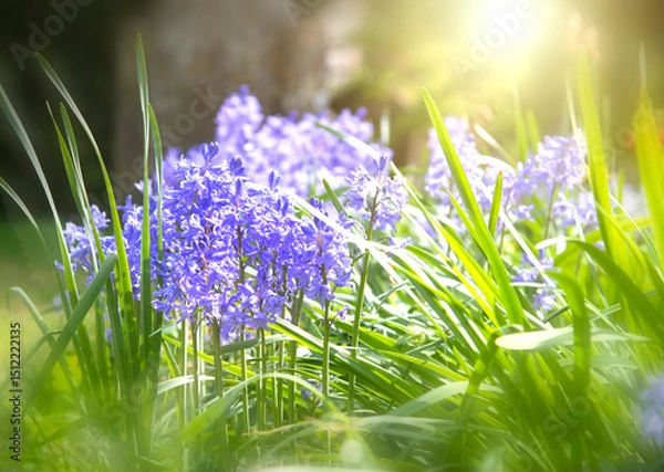 Fototapeta Field of Blooming Flowers called Two Leaf Squill