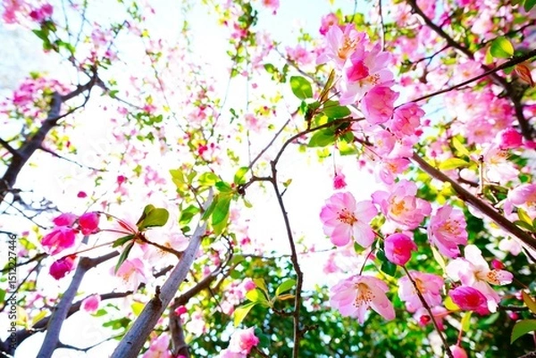 Obraz ハナカイドウの花