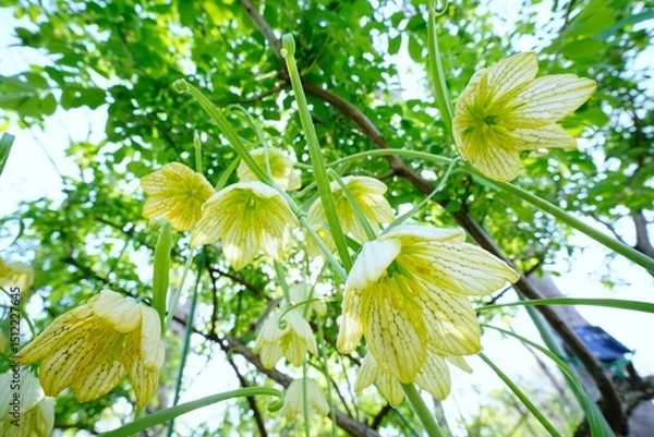 Obraz バイモの花