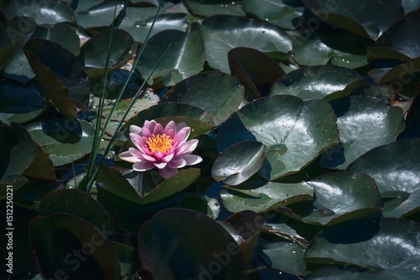 Fototapeta Pink water lily or lotus flower with green leaves in the pond

