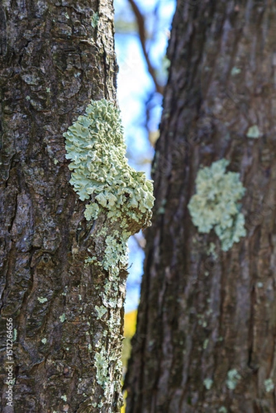 Fototapeta Lichens on the trunk of an old pine tree in the mountains, Appalachian Trail, New Jersey