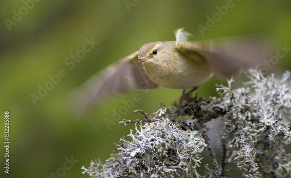 Obraz Common chiffchaff -  in early spring at a wetland 
