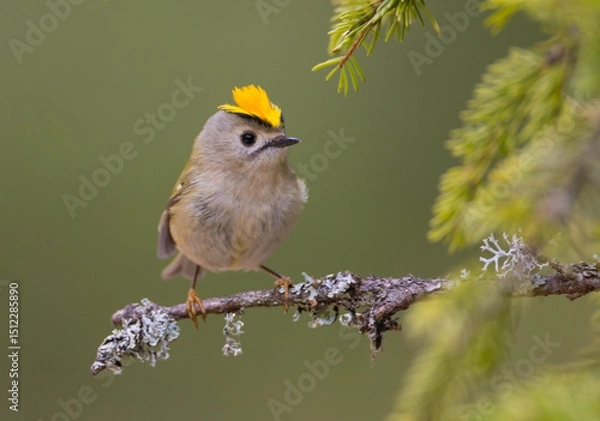 Obraz Goldcrest - male bird at forest in spring