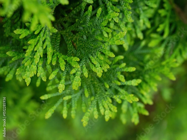 Fototapeta Leaves of Japanese cypress ( Chamaecyparis obtusa), also known as hinoki cypress.