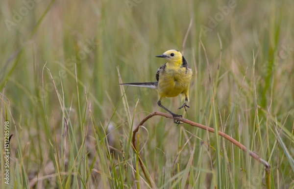 Obraz Citrine Wagtail - male bird at a wetland in spring