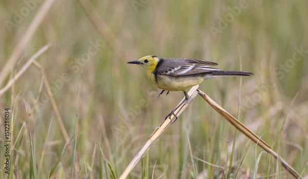 Obraz Citrine Wagtail - male bird at a wetland in spring