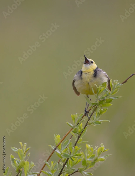 Obraz Citrine Wagtail - male bird at a wetland in spring