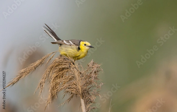 Obraz Citrine Wagtail - male bird at a wetland in spring