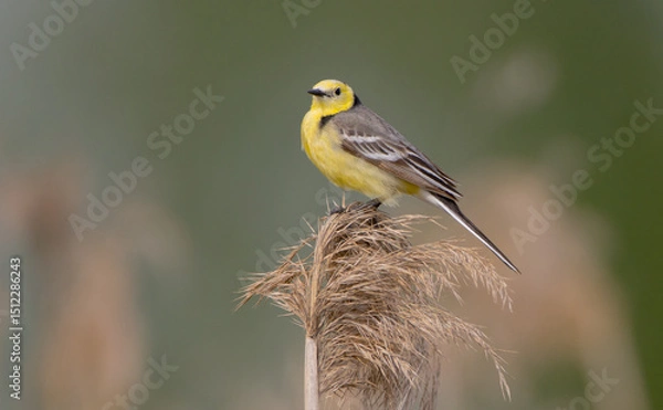 Obraz Citrine Wagtail - male bird at a wetland in spring