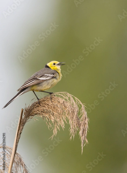 Obraz Citrine Wagtail - male bird at a wetland in spring