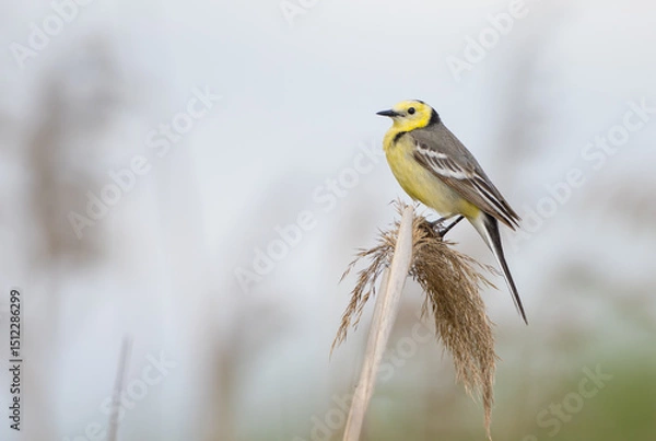 Obraz Citrine Wagtail - male bird at a wetland in spring
