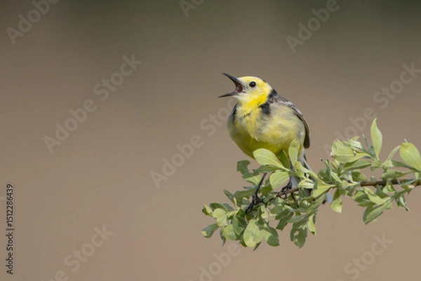 Obraz Citrine Wagtail - male bird at a wetland in spring