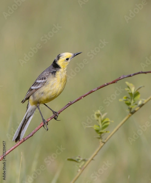 Obraz Citrine Wagtail - male bird at a wetland in spring