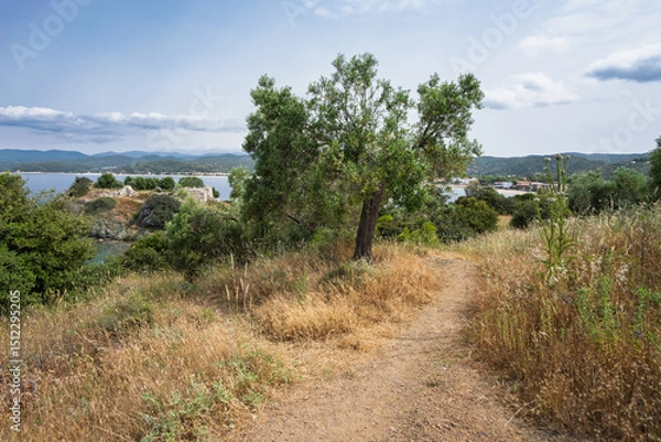 Fototapeta Lush coastal path with olive trees overlooking serene waters in a tranquil natural setting near Toroni on Sithonia peninsula, Greece