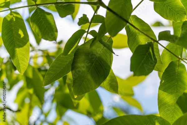 Fototapeta Green canopy in sunlight. Fresh green foliage is illuminated by sunlight, revealing delicate leaf veins. The shot conveys a sense of calm and naturalness.