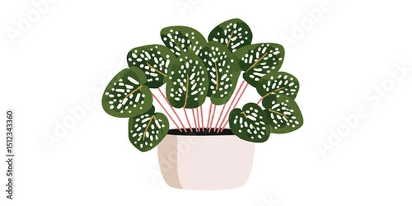 Obraz A charming Polka Dot Plant, also known as Hypoestes phyllostachya, thrives in a square pot. A cheerful and minimalist botanical illustration.