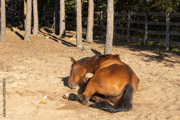 Obraz A bay horse rolls on the ground in the paddock. In the background are tree trunks and a wooden fence.