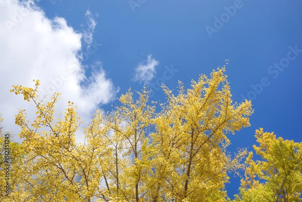 Fototapeta Tall trees, yellow or golden leaves in full fall bloom stretch into a serene sky, showcasing nature’s stunning color palette and the peacefulness of the season.