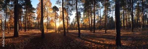 Fototapeta Autumn forest landscape with sunlight through trees scenic nature background for fall season wallpaper 4k