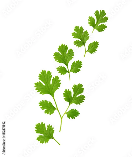 Fototapeta Single Cilantro Leaf Stems Isolated on Transparent Background - Fresh Cilantro Leaf Cluster Cutout for Culinary Design Use
