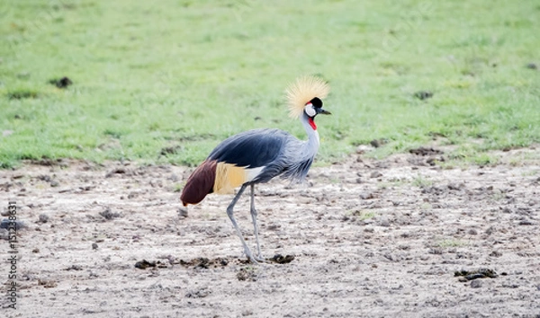 Obraz Gray-crowned Crane (Balearica regulorum) in a Muddy Field in Northern Tanzania