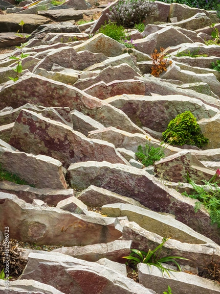 Obraz Part of a crevice garden, with rocks specially arranged for small ornamental plants dependent on good drainage, in a botanical garden in spring