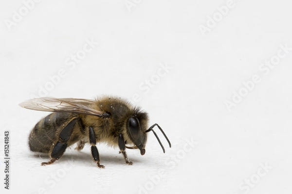 Fototapeta Abeille mourante, espèce en voie d'extinction