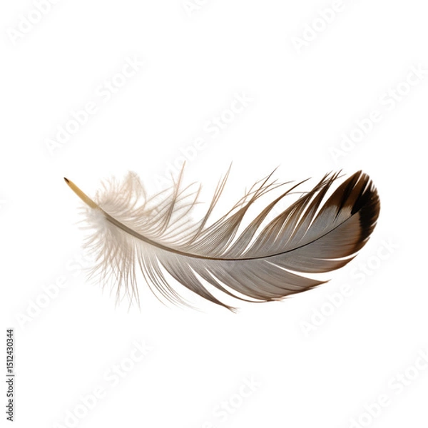 Obraz Realistic Brown Bird Feather Isolated on Transparent Background