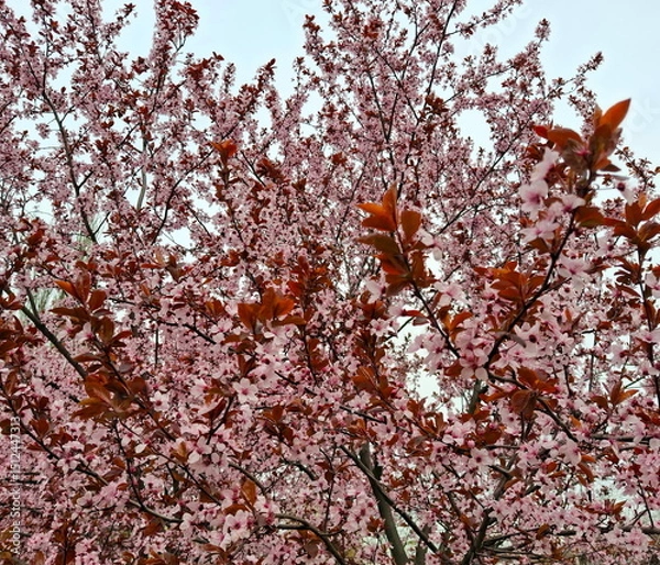 Fototapeta Even in cloudy weather, flowering trees do not lose their beauty in early spring.