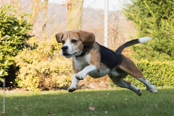 Obraz beagle jumping outdoor