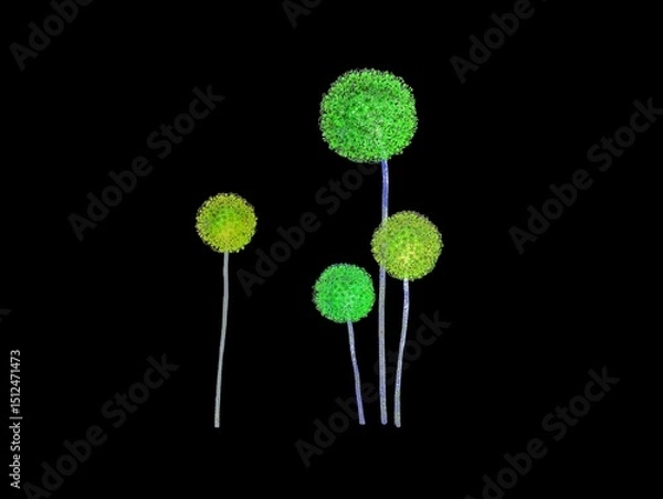 Fototapeta The black background in the picture is an illustration of a number of green flowers and the same color stems are used as illustrations in various artworks. The colors are beautiful and easy to use.