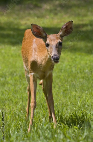 Fototapeta summer doe