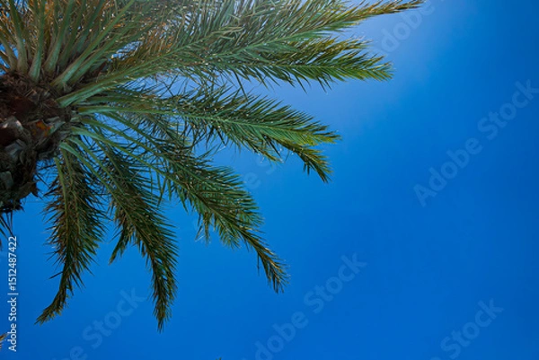 Obraz palm tree against blue sky