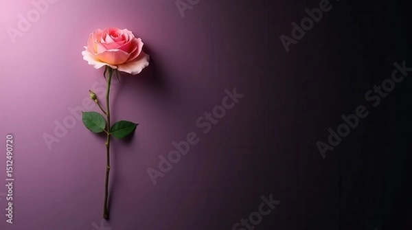 Obraz Minimalist pink rose with green leaf on purple-black gradient background, clean simple floral design for modern decor

