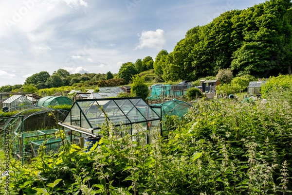 Fototapeta View across an allotment in the countryside