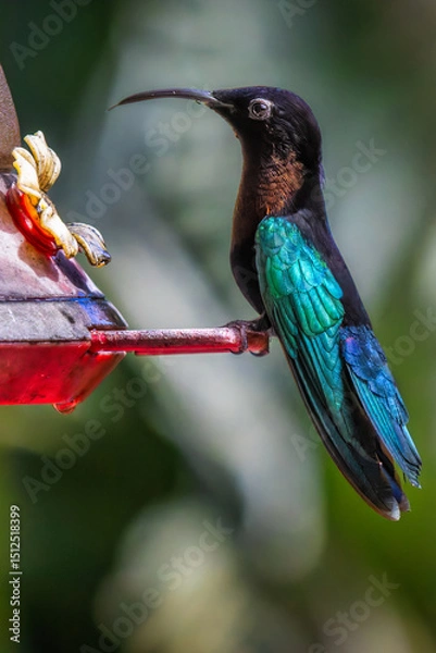 Obraz Purple Throated Hummingbird in Martinique, France perched on a nectar feeder, against a blurred background