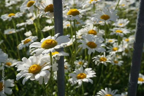 Fototapeta Margeritenwiese hinter Metallzaun im Garten bei Sonne am Abend im Frühling
