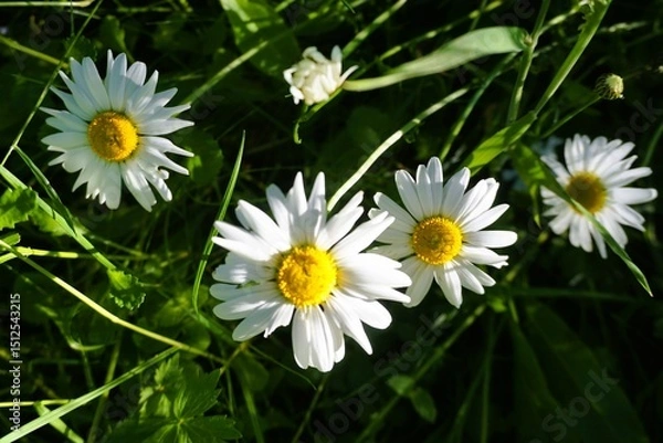 Fototapeta Gelb-weiße Margeritenblumen auf grüner Wiese mit hohem Gras im Garten bei Sonne am Abend im Frühling