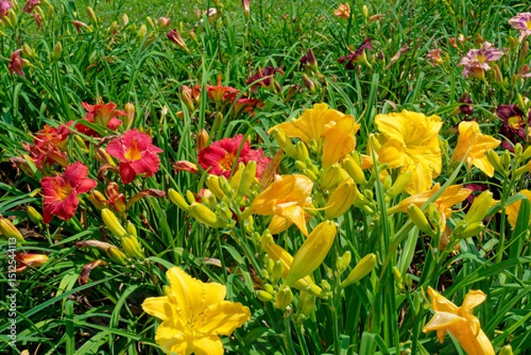 Obraz Bright colorful daylilies in bloom