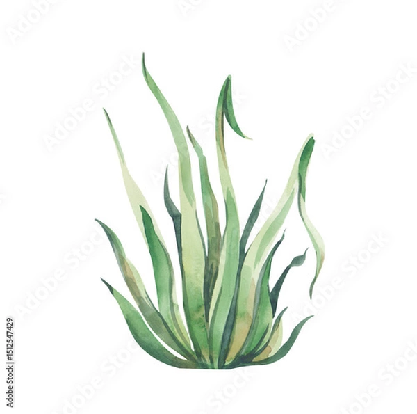 Fototapeta A watercolor bush of green grass is hand-drawn on a white background. Botanical illustration. Isolated. A template for decorating children's patterns, fairy-tale and botanical themes.
