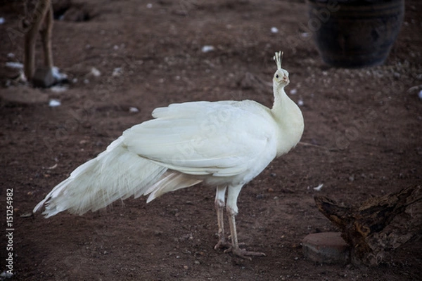 Obraz White peacock
